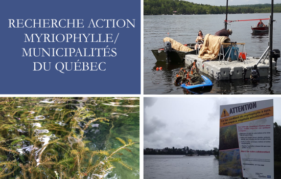 Résultats de la recherche action sur le myriophylle au Québec